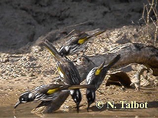 New Holland Honeyeater - ML201731181