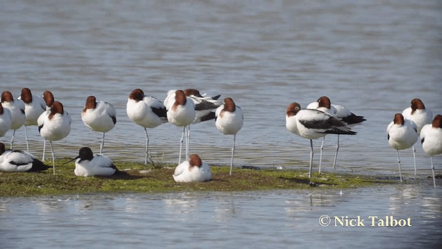 Red-necked Avocet - ML201731191