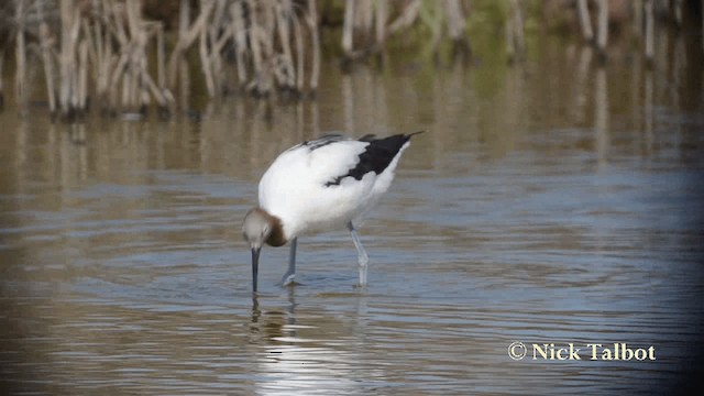 Red-necked Avocet - ML201731201