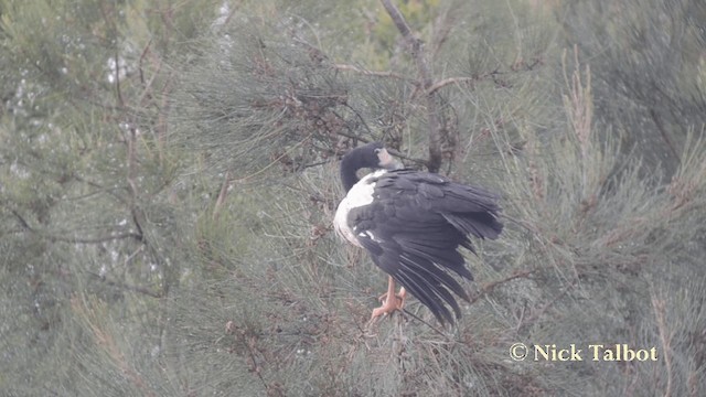 Magpie Goose - ML201731241