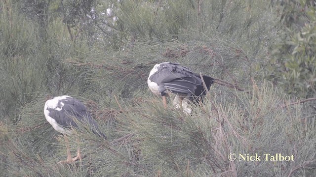 Magpie Goose - ML201731251