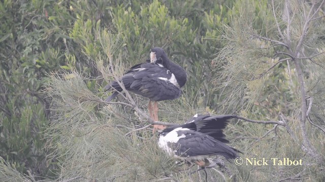 Magpie Goose - ML201731261