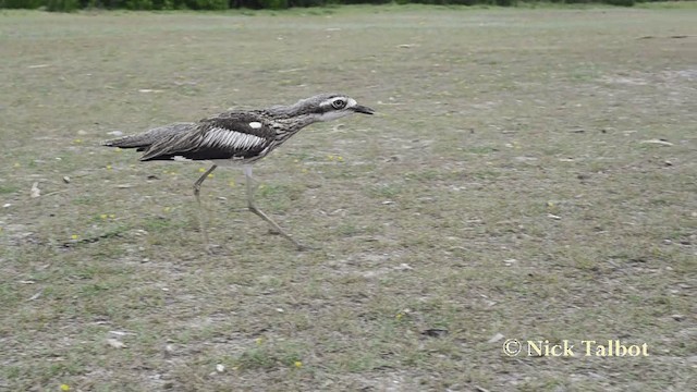 Bush Thick-knee - ML201731271