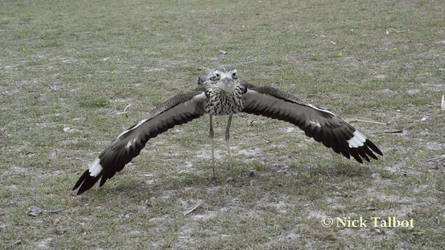 Bush Thick-knee - ML201731281