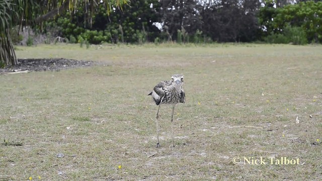 Bush Thick-knee - ML201731291
