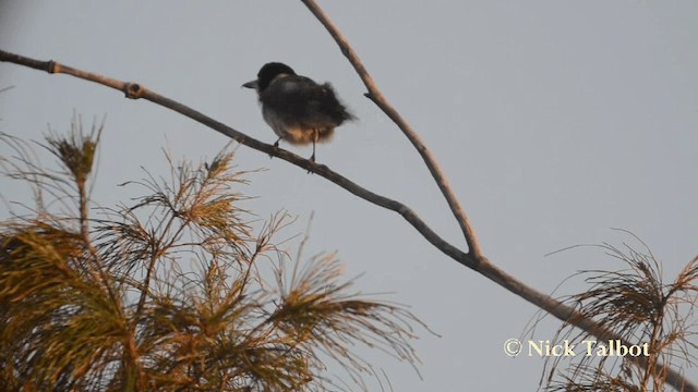 Gray Butcherbird - ML201731331