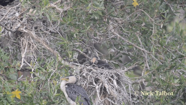 Little Pied Cormorant - ML201731341