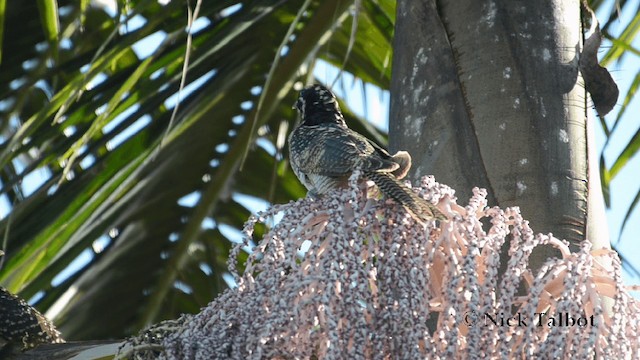 Koel Oriental (cyanochephalus/subcyanocephalus) - ML201731421