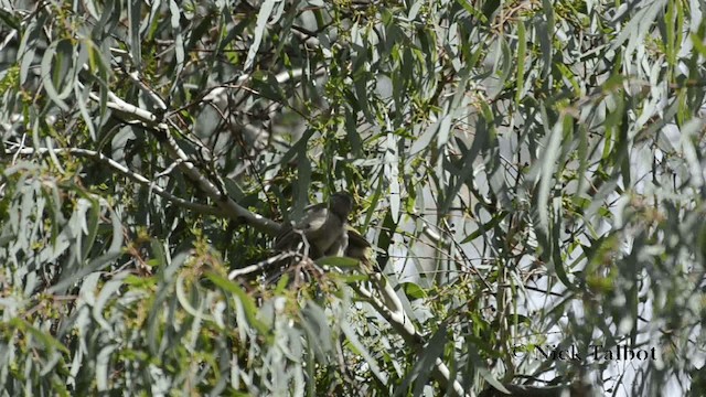 Brown-headed Honeyeater - ML201731511