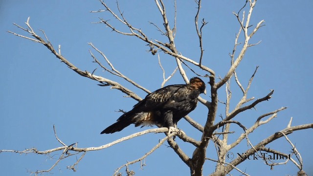 Águila Audaz - ML201731541