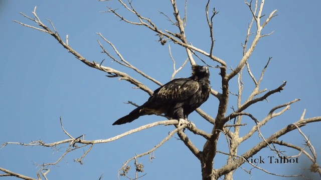 Wedge-tailed Eagle - ML201731551