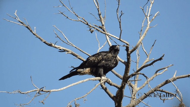 Wedge-tailed Eagle - ML201731561