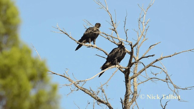 Wedge-tailed Eagle - ML201731571