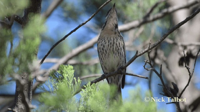 Spiny-cheeked Honeyeater - ML201731581