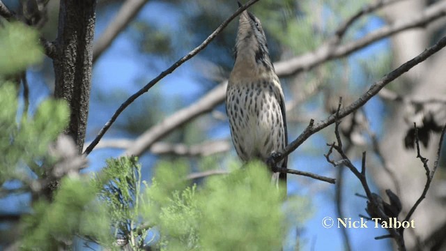 Spiny-cheeked Honeyeater - ML201731591