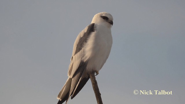 Black-shouldered Kite - ML201731621