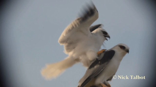 Black-shouldered Kite - ML201731631