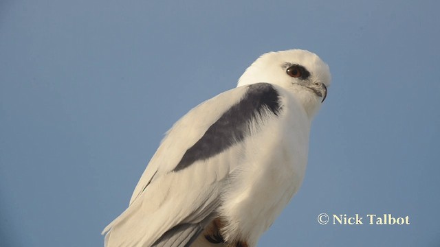 Black-shouldered Kite - ML201731651