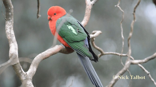 Australian King-Parrot - ML201731661