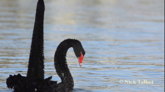 Cisne Negro - ML201731681