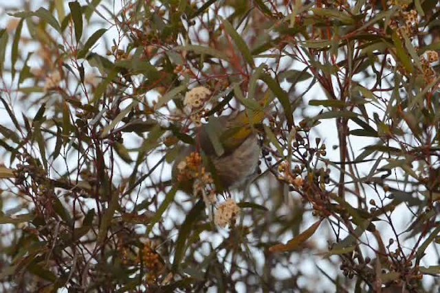 Yellow-plumed Honeyeater - ML201731691