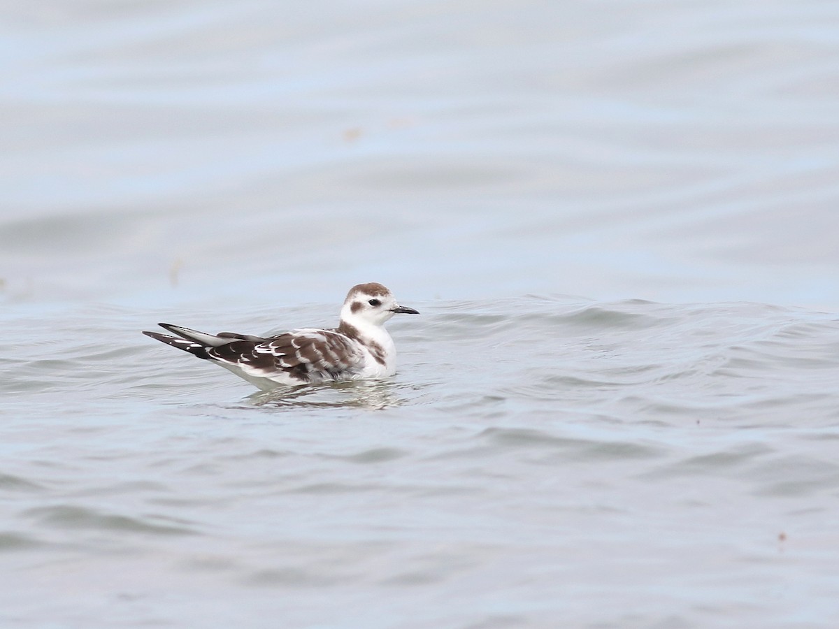 Little Gull - Stephen Mirick
