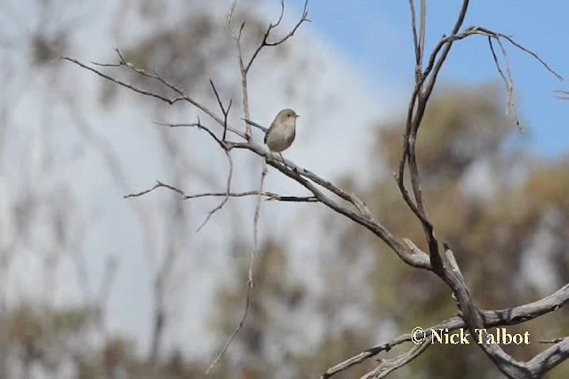 Splendid Fairywren - ML201731711