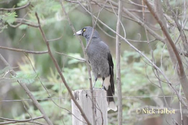 Pied Currawong - ML201731721