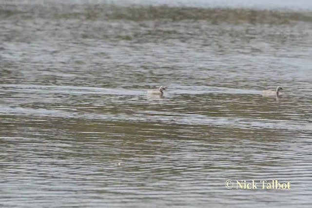 Hoary-headed Grebe - ML201731761