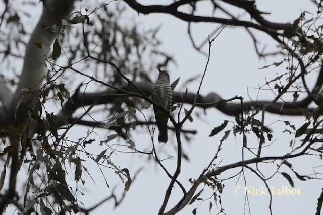 Cuclillo Broncíneo (plagosus) - ML201731771