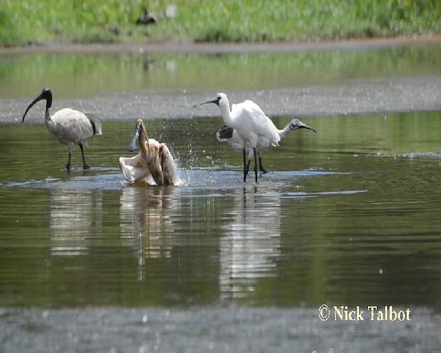 Royal Spoonbill - ML201731801