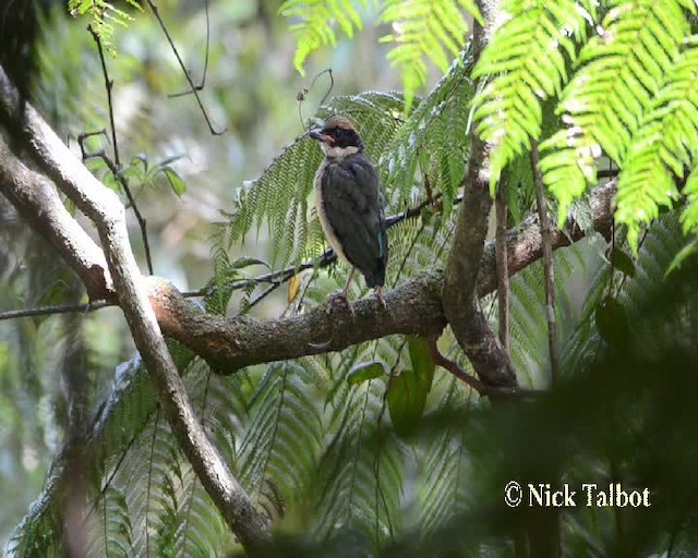 Noisy Pitta - ML201731811