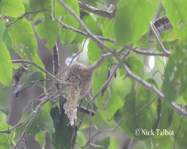 Australian Rufous Fantail - ML201731821