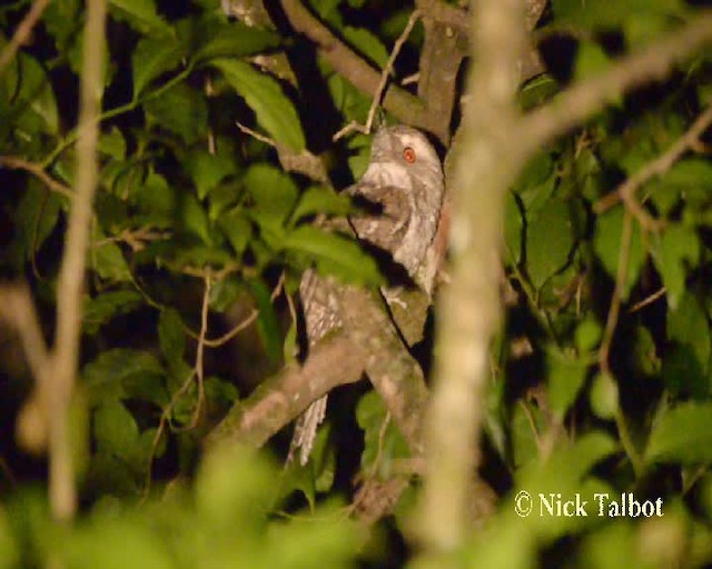 Marbled Frogmouth (Plumed) - ML201731851