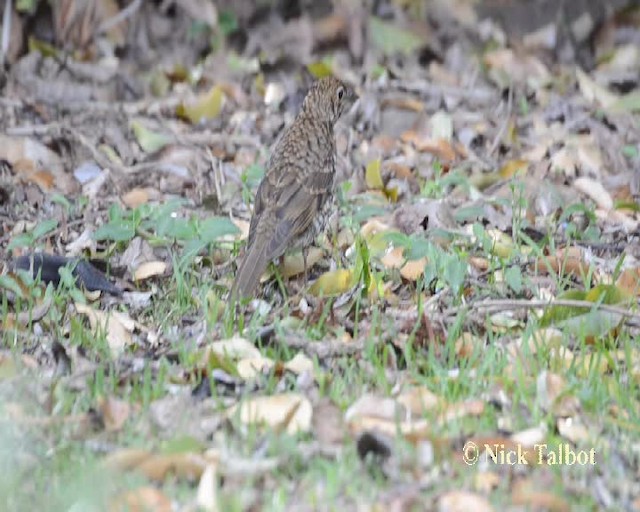 Bassian Thrush - ML201731861