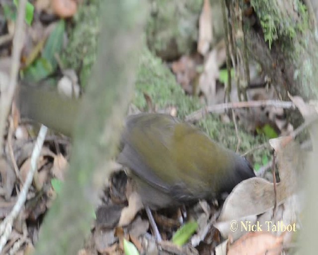 Eastern Whipbird - ML201731871