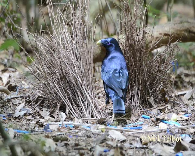 Satin Bowerbird - ML201731891