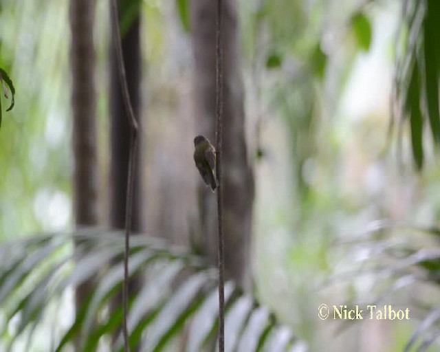 Pale-yellow Robin - ML201731901