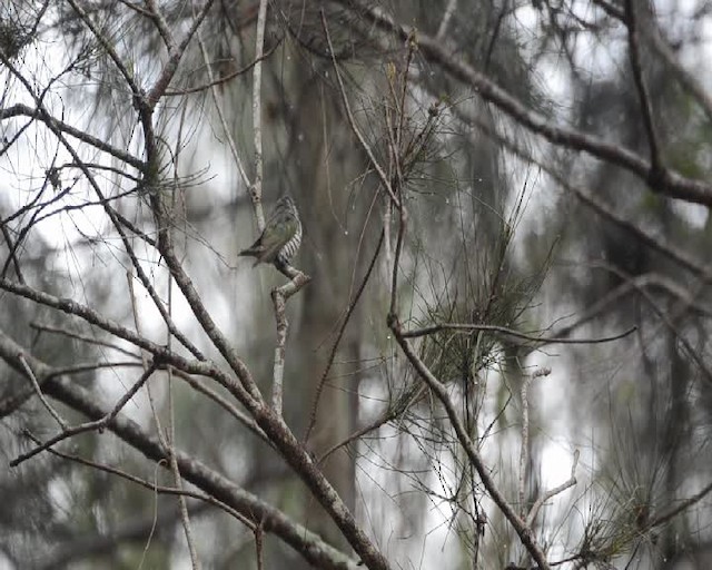 kukačka blýskavá (ssp. plagosus) - ML201731911