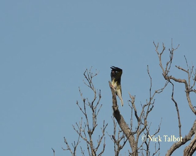 Australasian Figbird - ML201731921