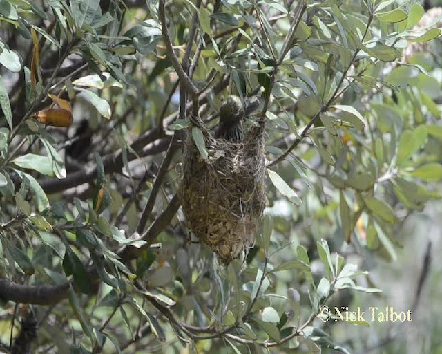 Olive-backed Oriole - ML201731931