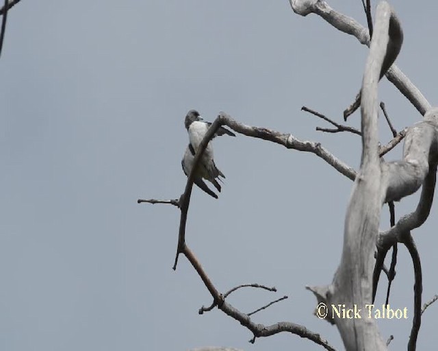 White-breasted Woodswallow - ML201731951