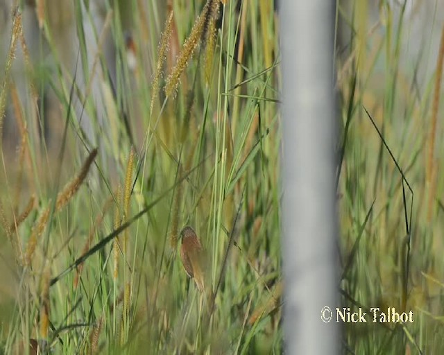 Chestnut-breasted Munia - ML201731961