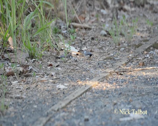 Double-barred Finch - ML201732001