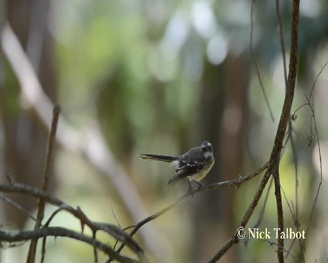 Gray Fantail (alisteri) - ML201732011