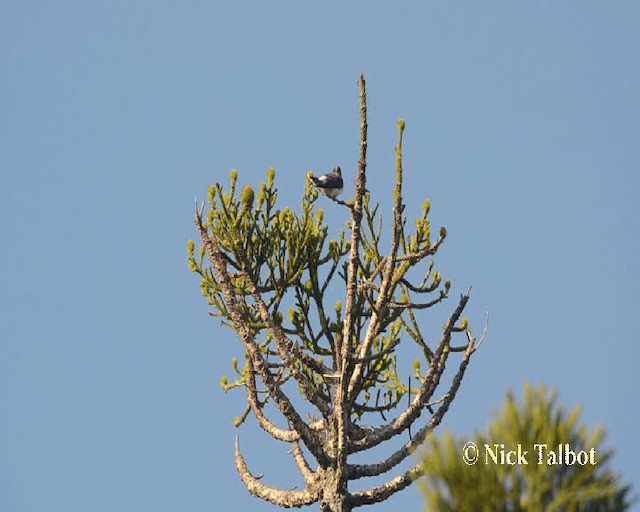 White-breasted Woodswallow - ML201732021