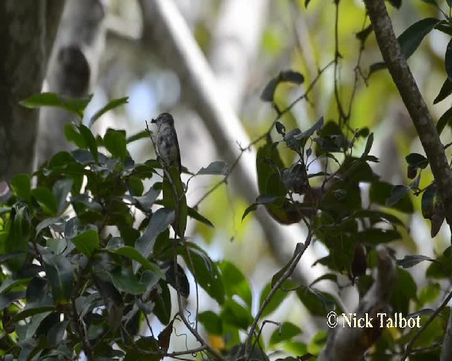 Brown Gerygone - ML201732031