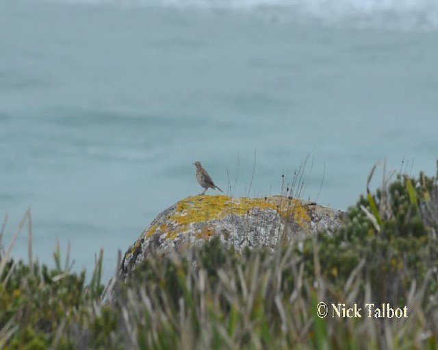 Australian Pipit - ML201732051