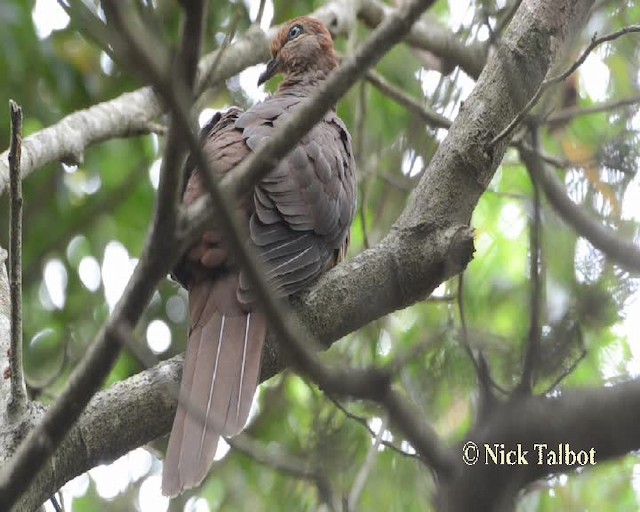 Brown Cuckoo-Dove - ML201732061