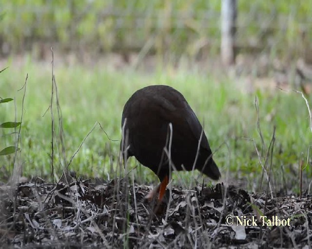 Rotbein-Großfußhuhn - ML201732091